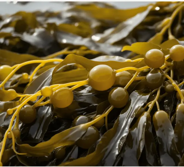 Kelp